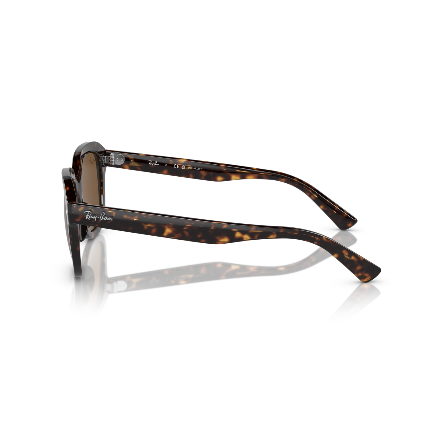 Tortoiseshell sunglasses with Ray-Ban logo on a white background Polished Havana + Brown Polarised